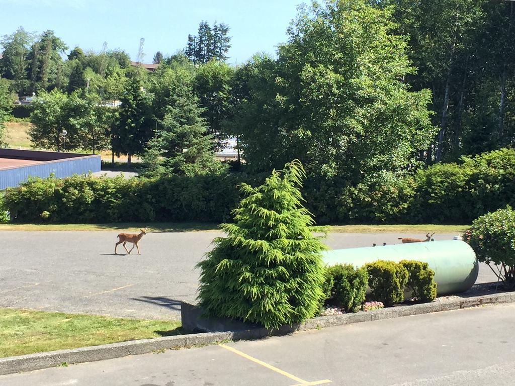 Haida Way Motor Inn Port McNeill Εξωτερικό φωτογραφία